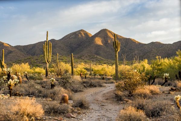 Paisaje semidesértico con cactáceas y montañas en Baja California, como ejemplo de lugar a visitar en Jeep.